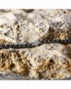 Ανδρικό βραχιόλι Ceramic από ατσάλι, κεραμικό υλικό και σμάλτο του οίκου SECTOR - Image 5